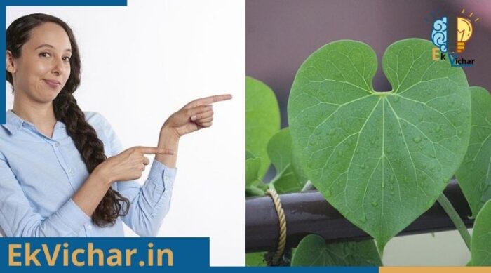 गिलोय के फायदे के साथ जाने गिलोय के विभिन्न नाम?