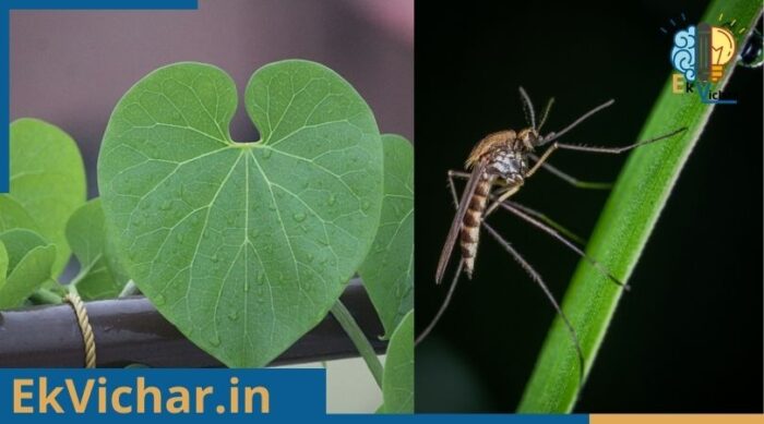 गिलोय के फायदे के साथ जाने, गिलोय की पहचान एवं परिचय ?