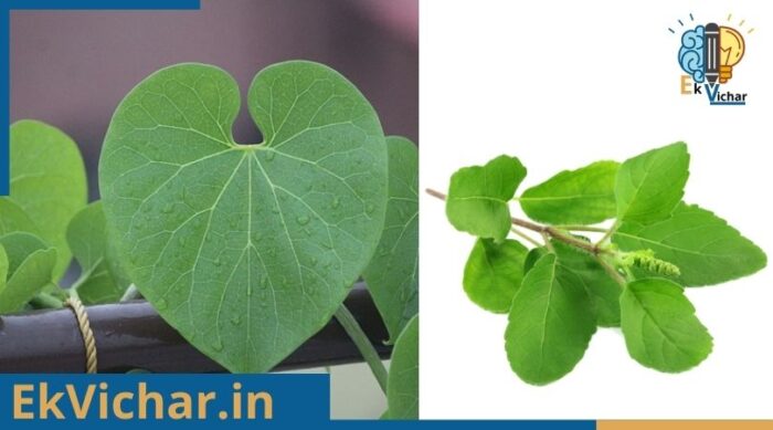 गिलोय के फायदे