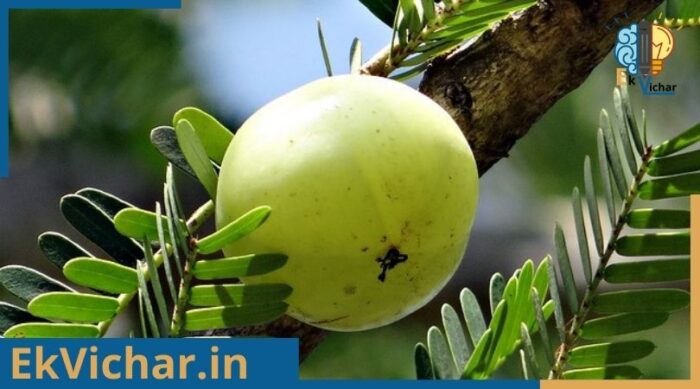 आंवला के फायदे के साथ आंवला का परिचय एवं पहचान?