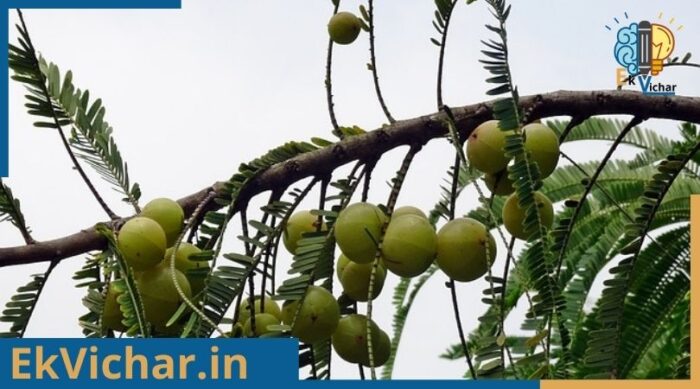 आंवला के फायदे