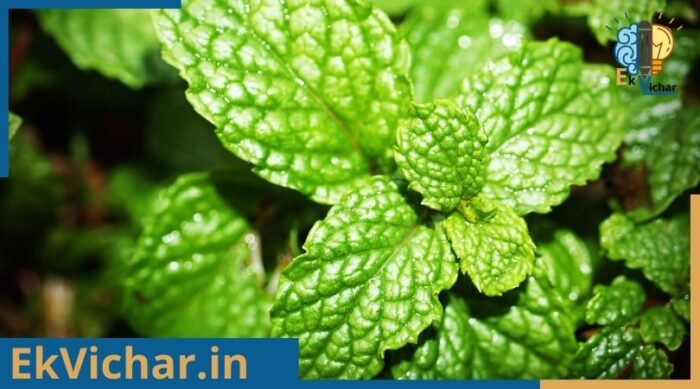 पुदीना के फायदे, जानकर रह जाओगे हैरान की पुदीना सिर्फ खाने या निम्बू पानी बनाने के लिए ही नहीं होता