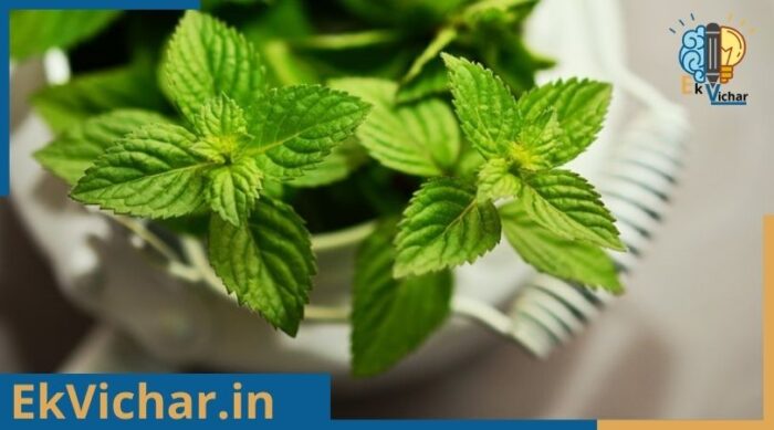 पुदीने का परिचय?
