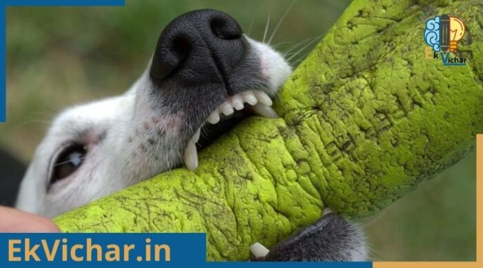 क्यों हमारे लिए खतरनाक होता है, कुत्ते के काटने से?