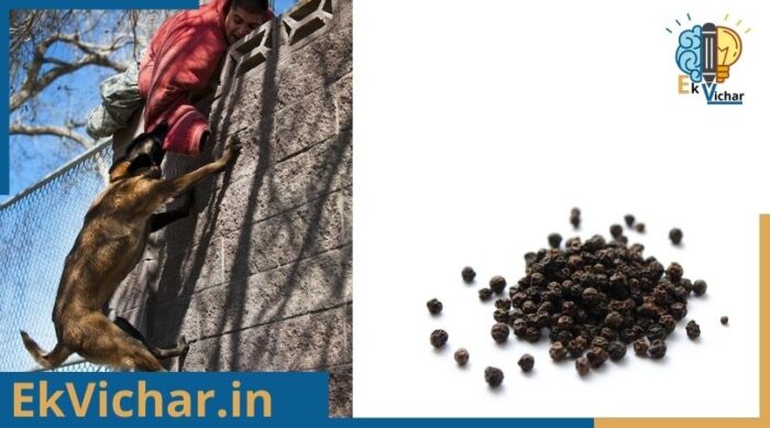 कुत्ते के काटने का आयुर्वेदिक एवं घरेलू उपचार?