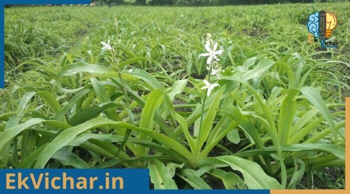 सफेद मुसली के फायदे