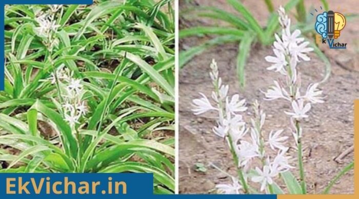 सफेद मुसली के फायदे