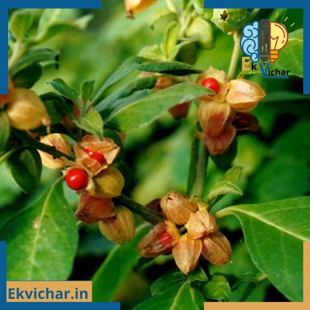 benefits of aka or extracts